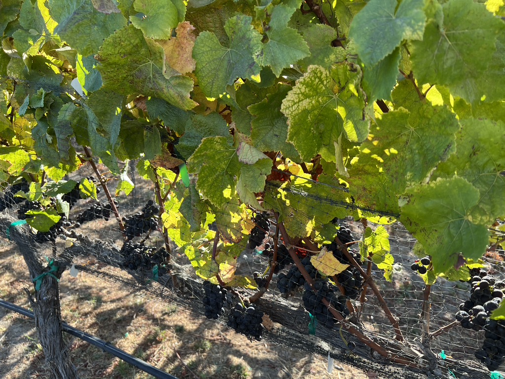Carmel Valley Ranch vineyard