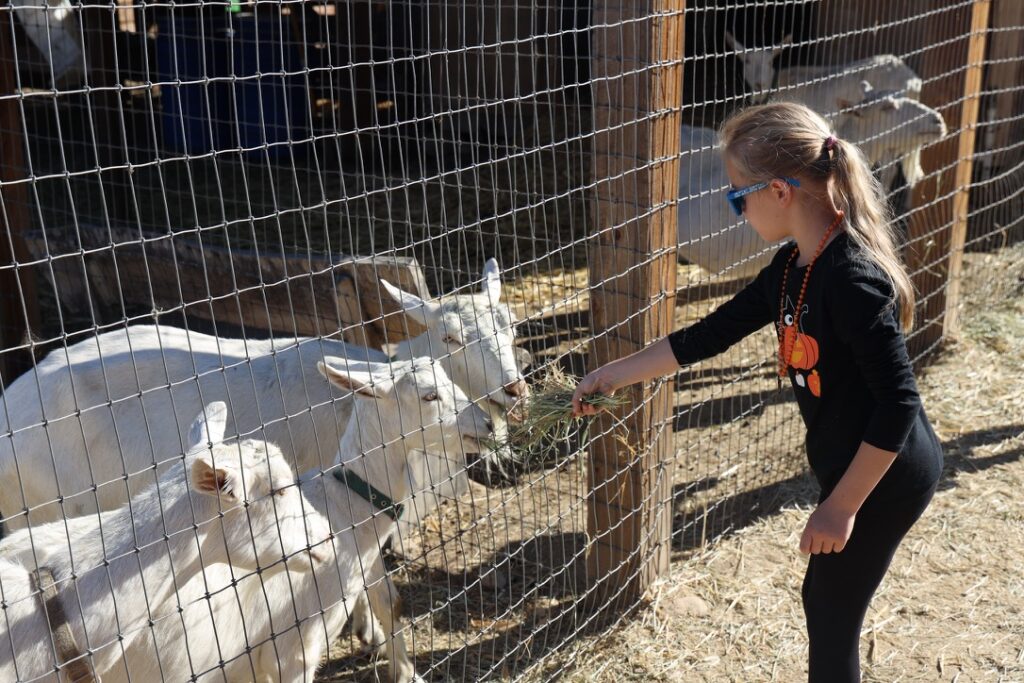 The goat farm at Carmel Valley Ranch