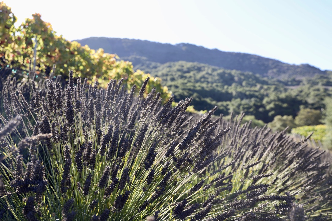 Carmel Valley Ranch lavender