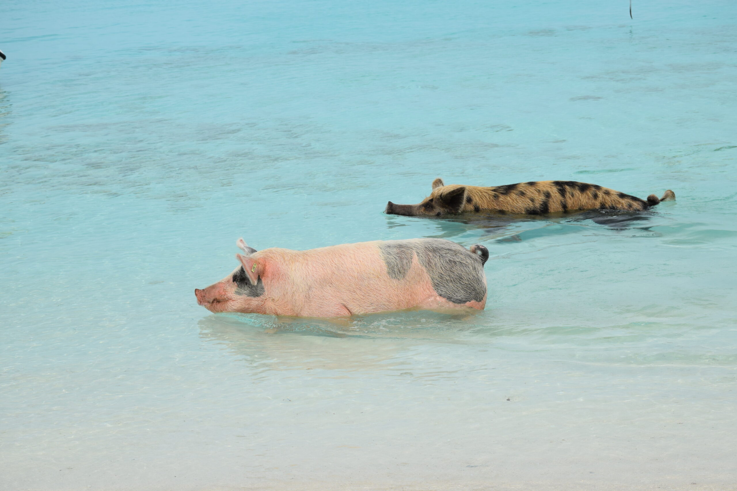 Exuma swimming pigs, Bahamas