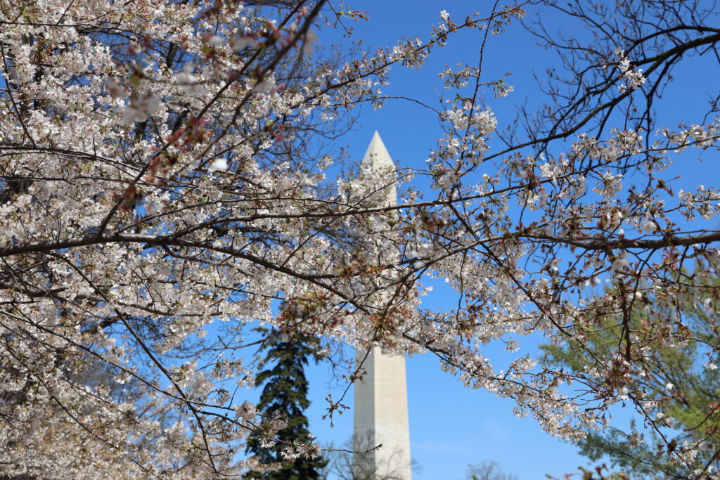 Cherry blossoms and the Washington Monument in the background