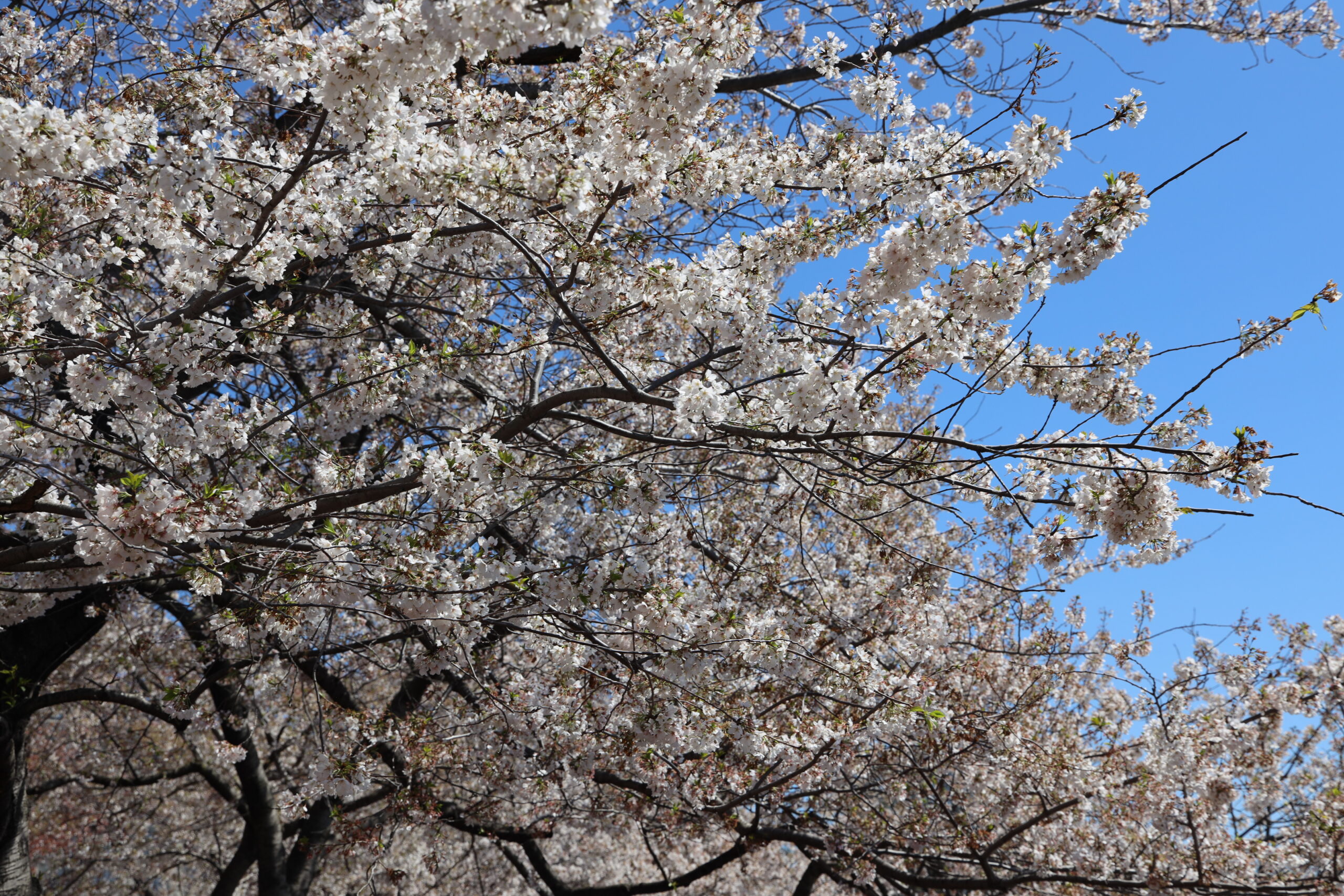 Cherry blossoms in Washington D.C.