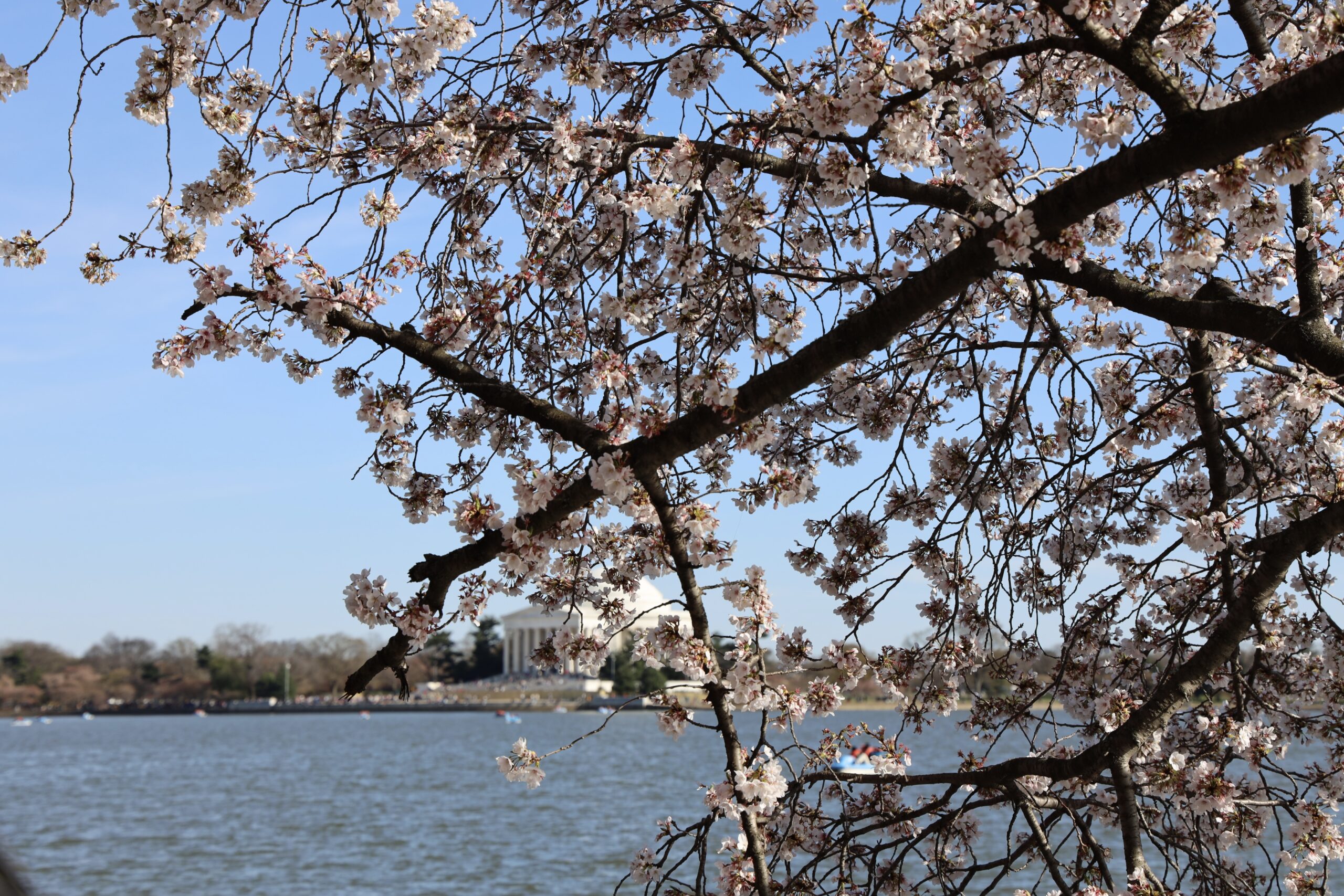 Cherry blossoms in Washington D.C. with the Jefferson Memorial in the background