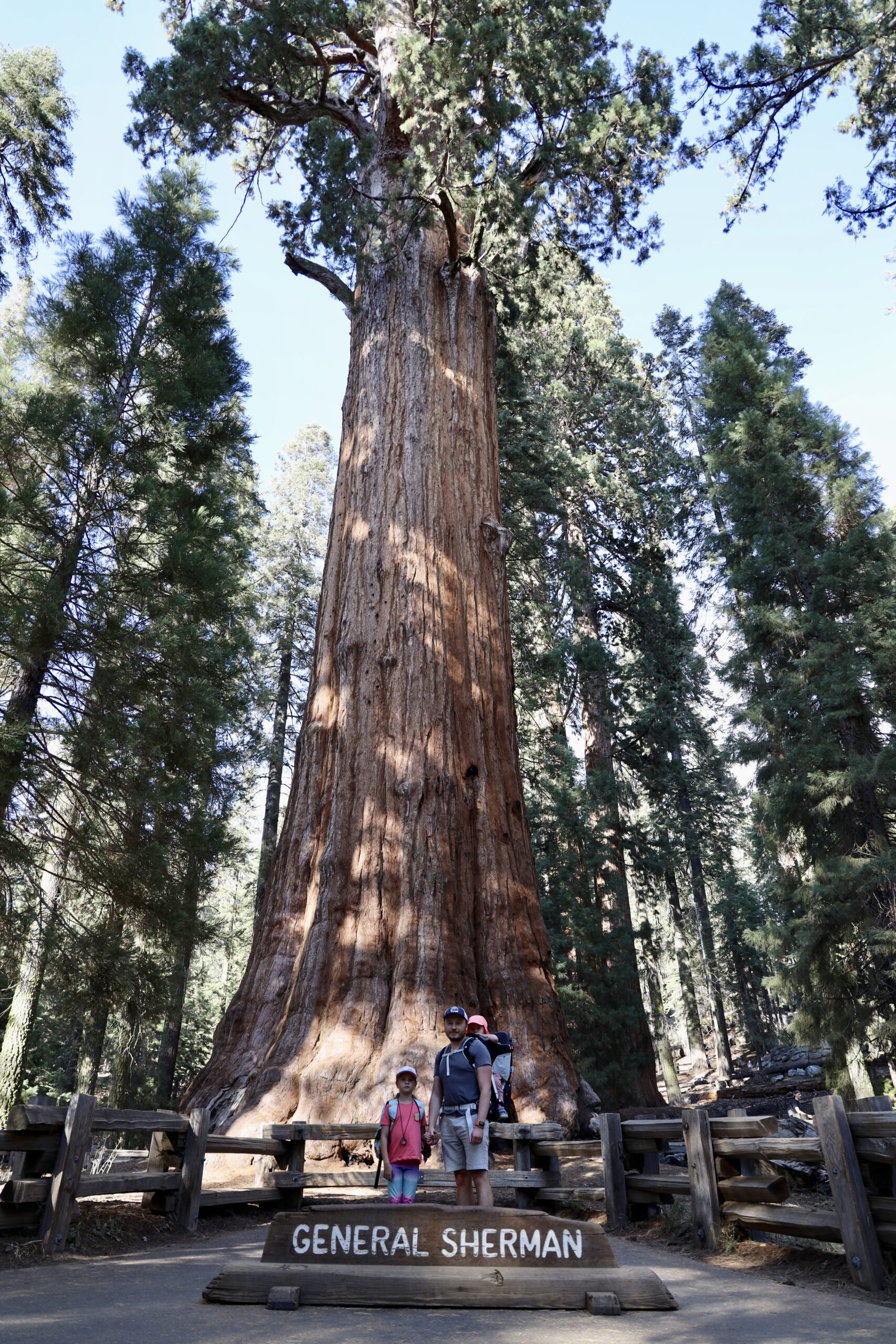 The General Sherman Tree