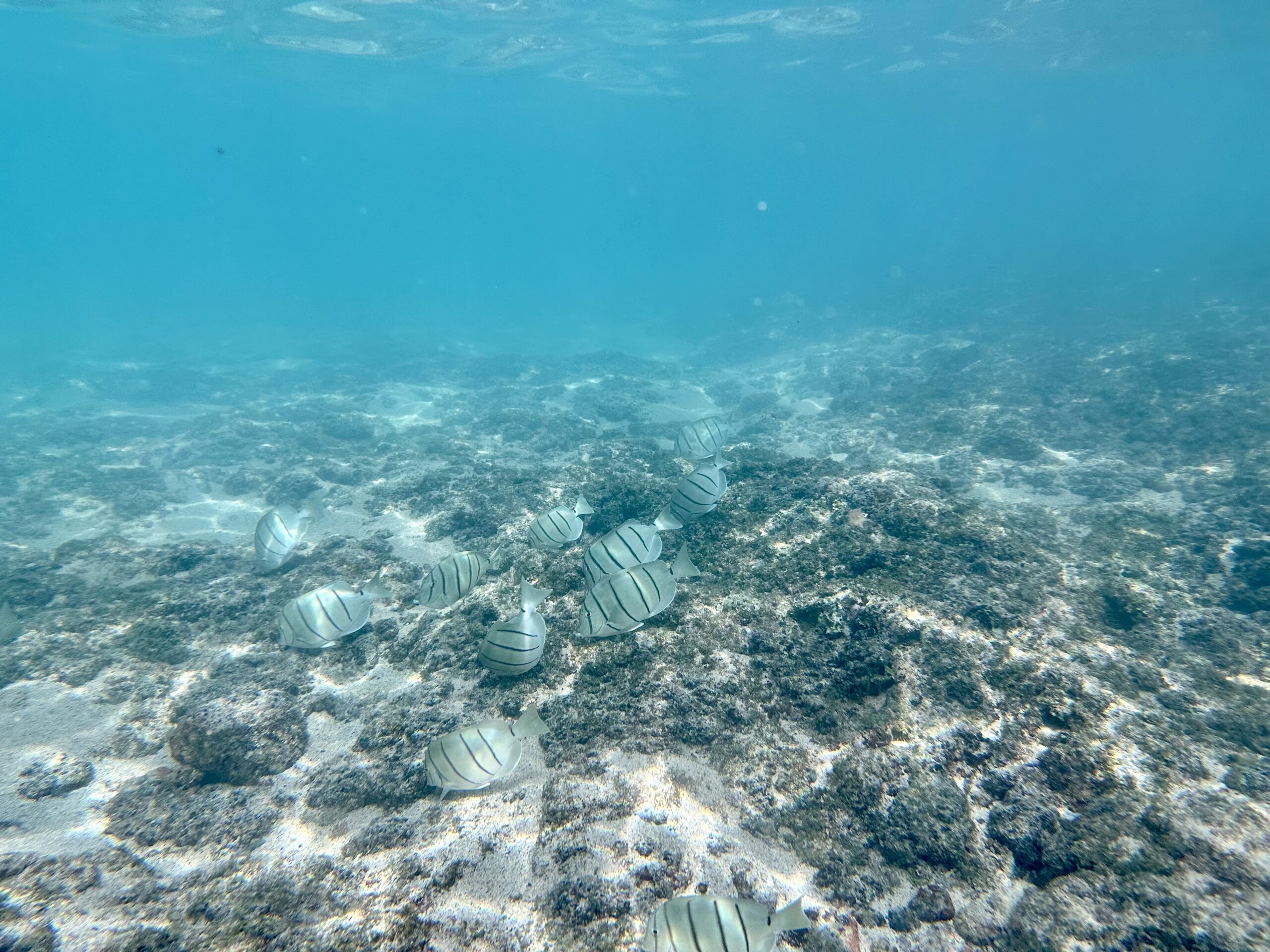 Snorkeling in Poipu Beach, Hawaii