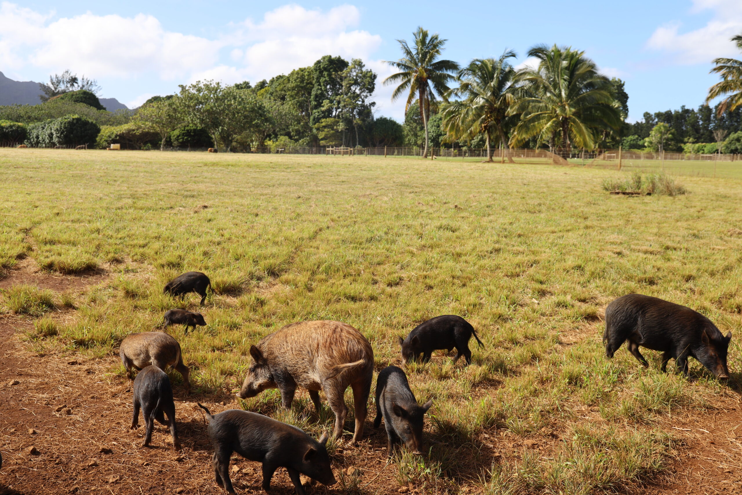 Pigs at the historic Kilohana plantation in Kauai