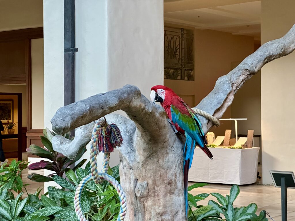 Macaw Rico (Grand Hyatt Kauai lobby)