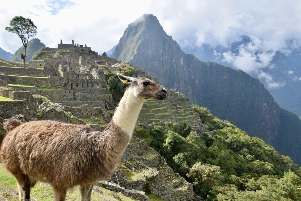 Llama in Machu Picchu, Peru