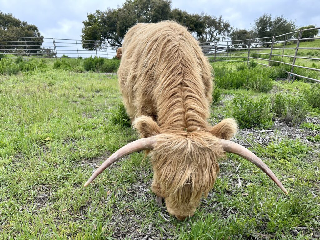 A Highland cow at Carmel Valley Ranch