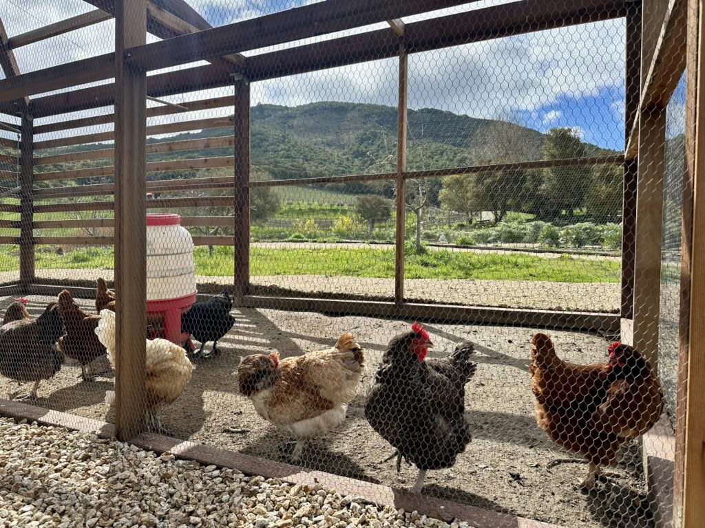 Chicken coop at the Carmel Valley Ranch