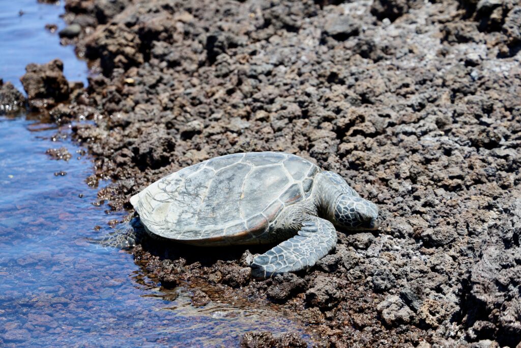 A green sea turtle, Big Island, Hawaii