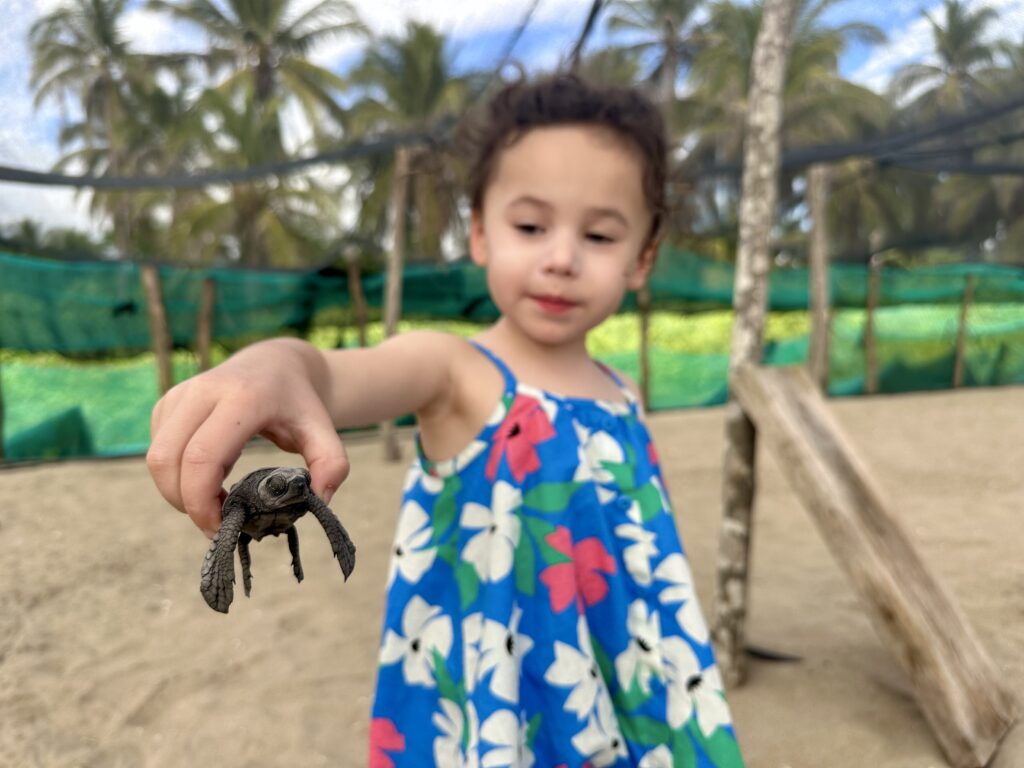 Baby turtle release, Zihuatanejo, Mexico