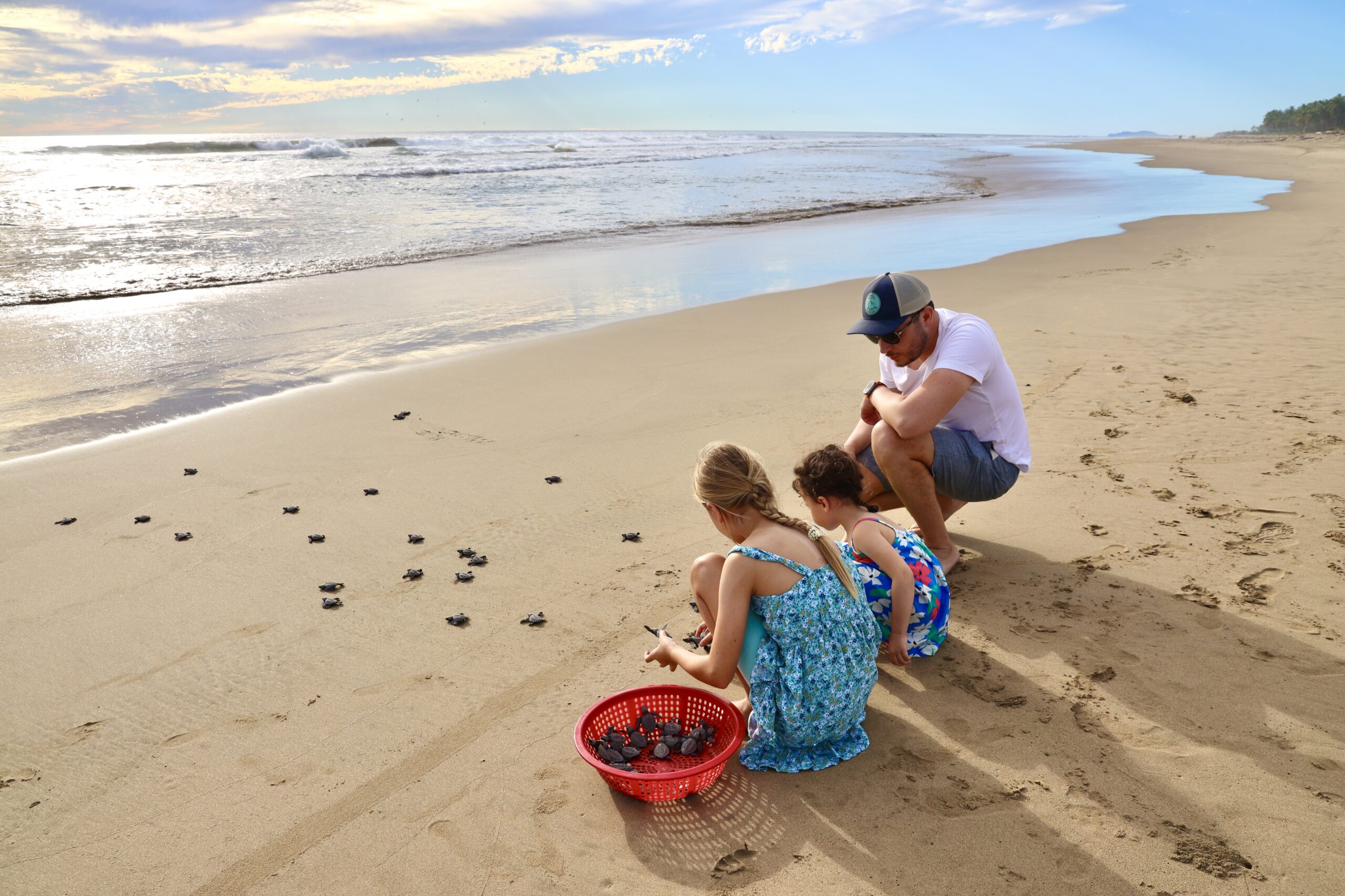 Baby turtle release at Juluchuca Beach, Mexico