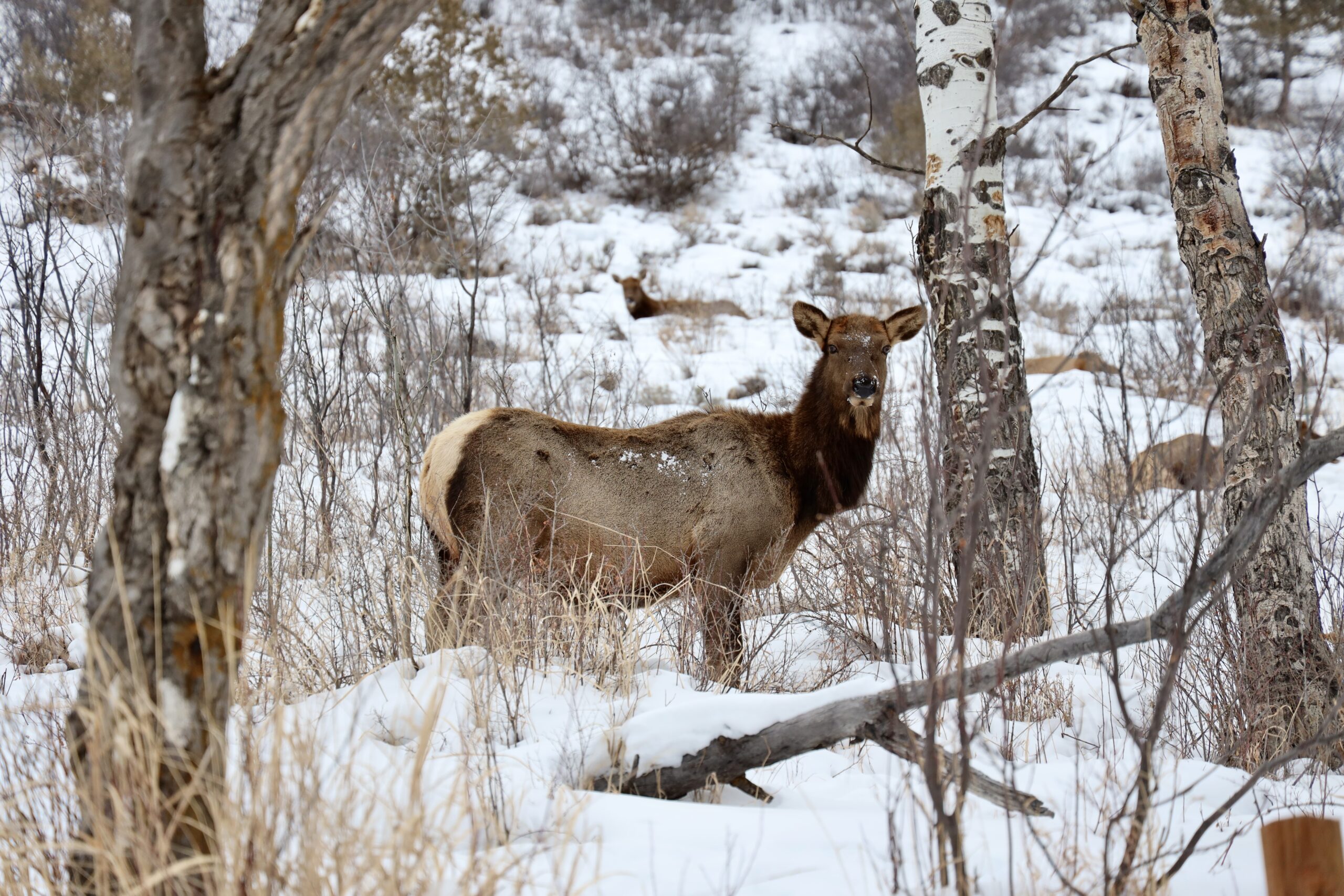 Elk in Edwards, Colorado