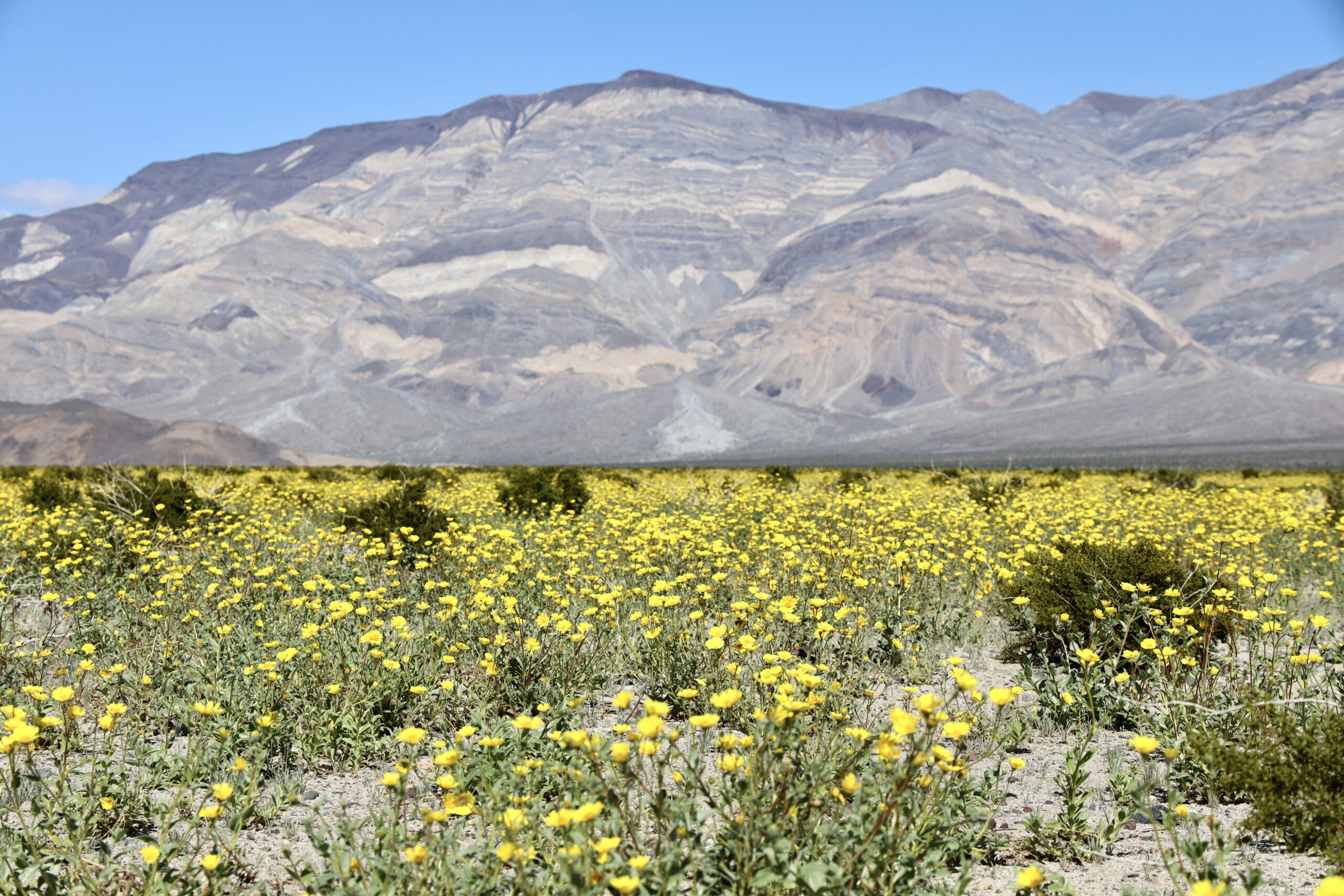 Wildflower bloom in Death Valley National Park