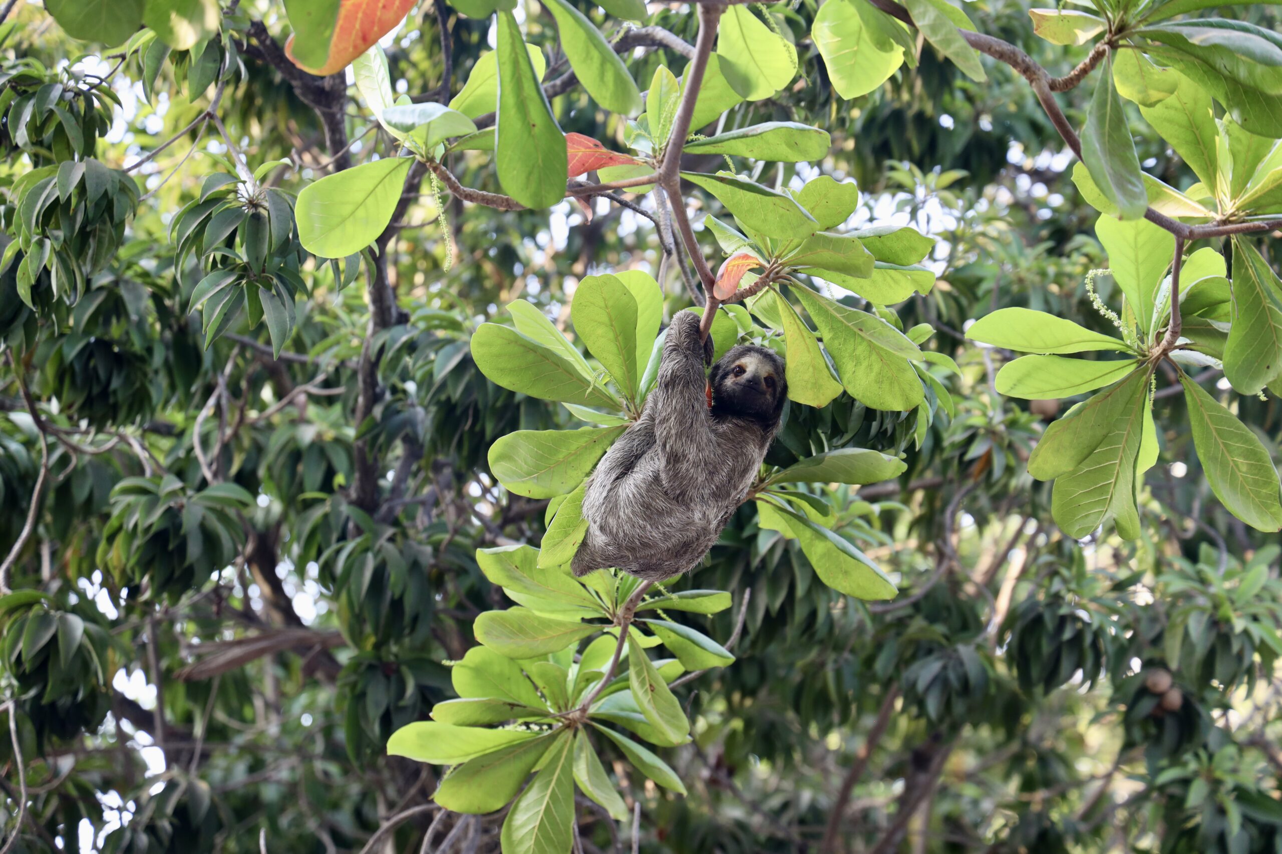Encountering a sloth in Parque Del Centenario, Cartagena, Colombia