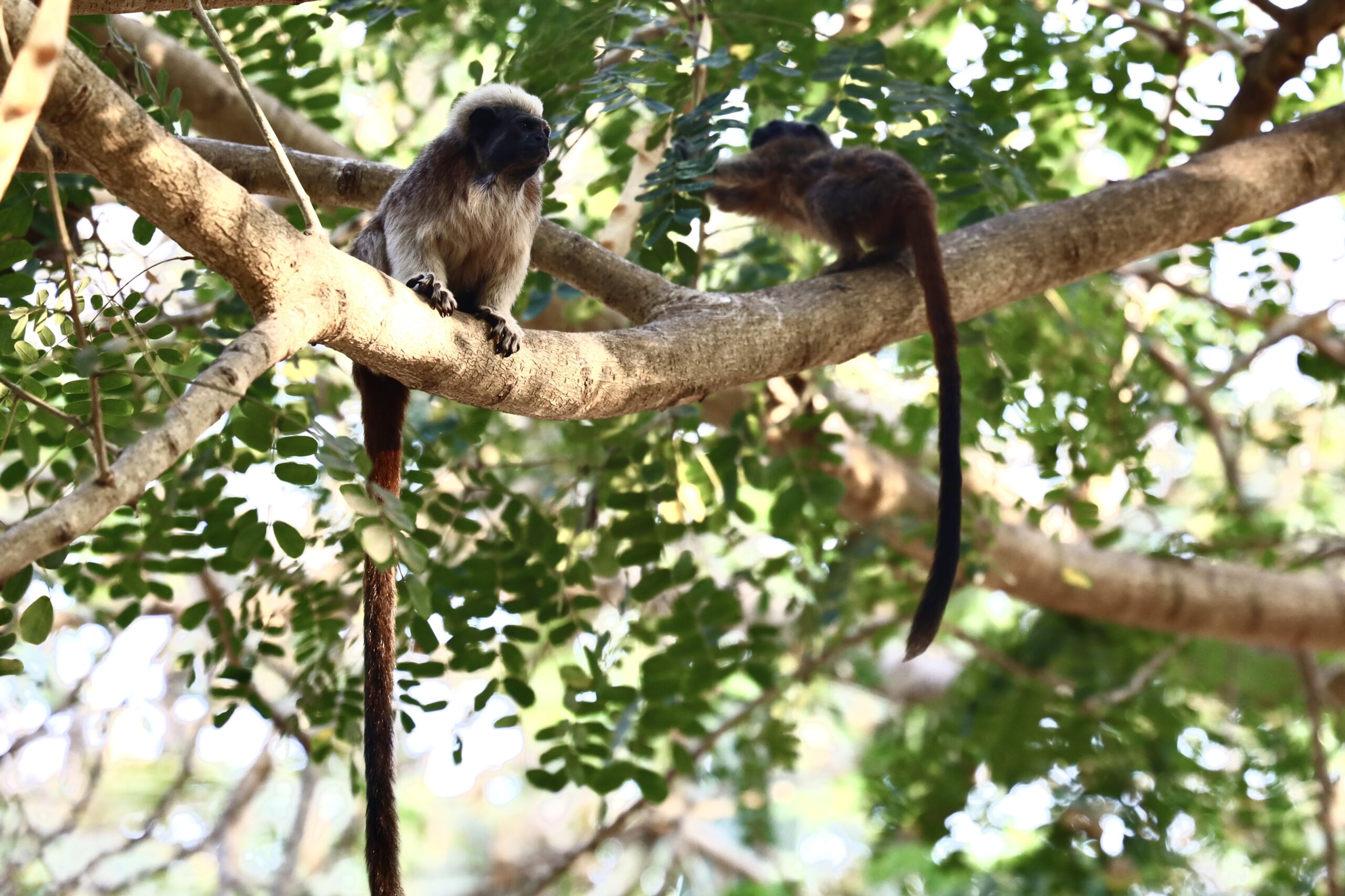 Tamarin monkeys in Cartagena, Colombia