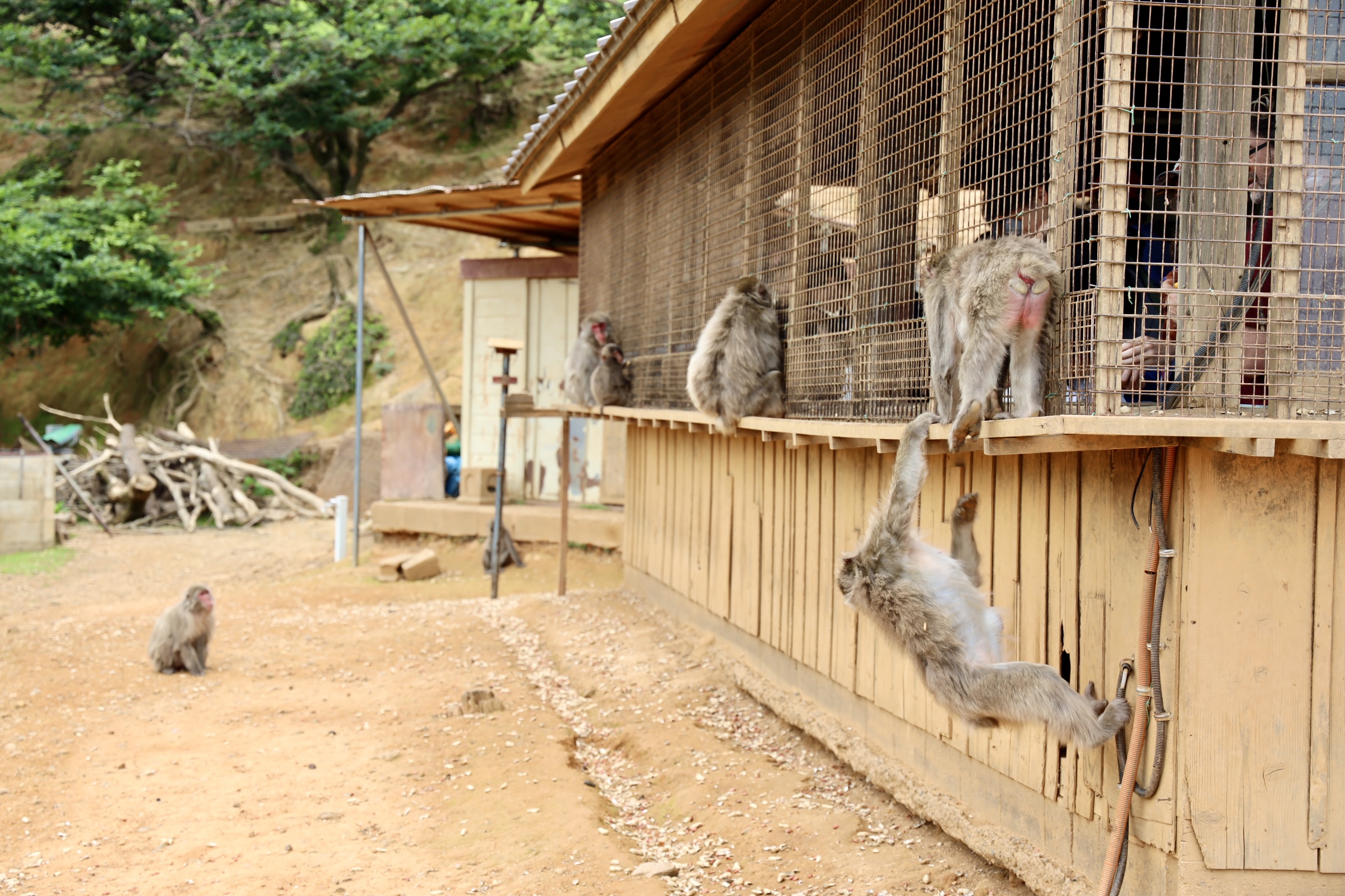 Arashiyama Monkey Park Iwatayama, Kyoto