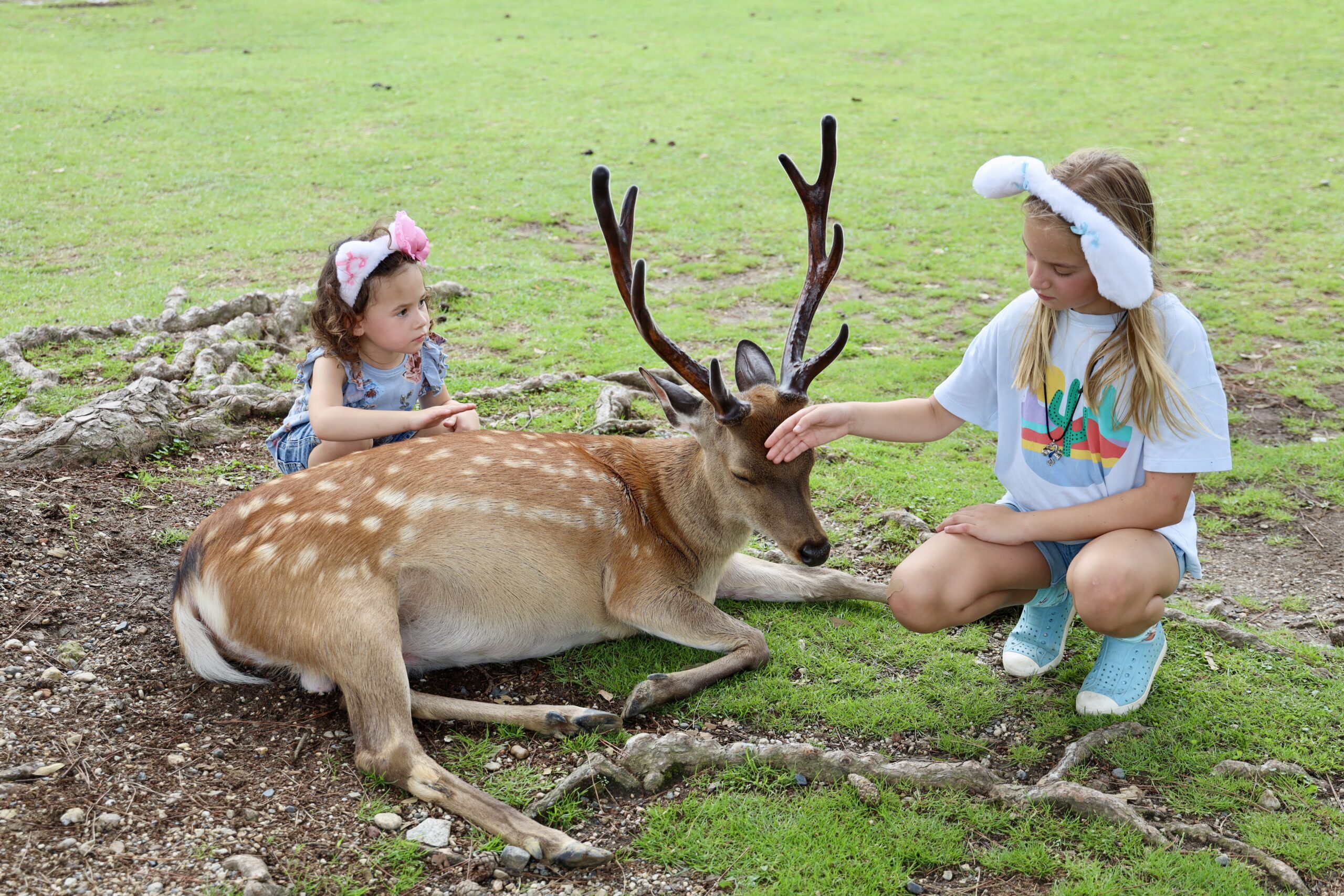 Deer Park, Nara, Japan