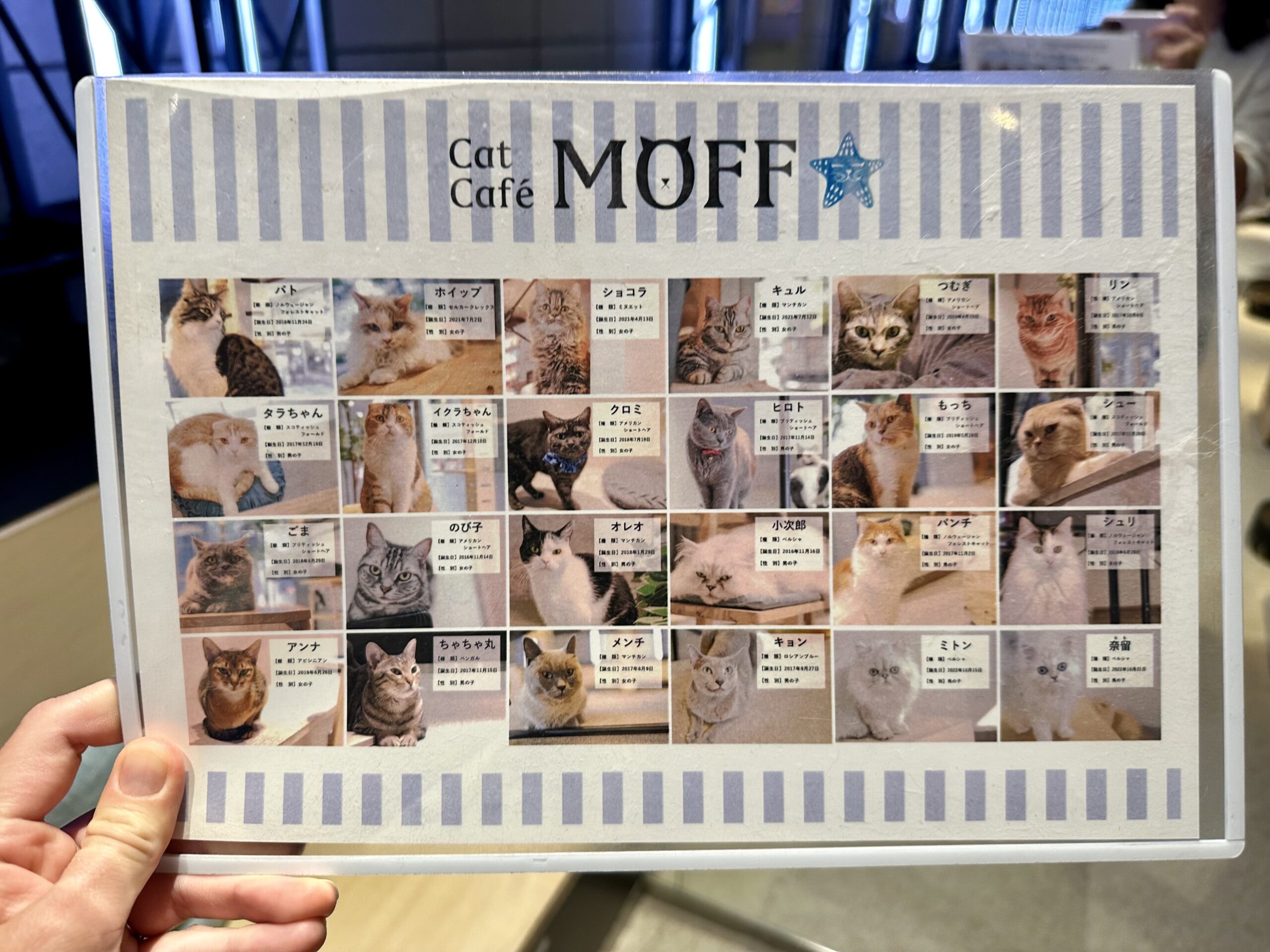 Cat Café MOFF in Akihabara