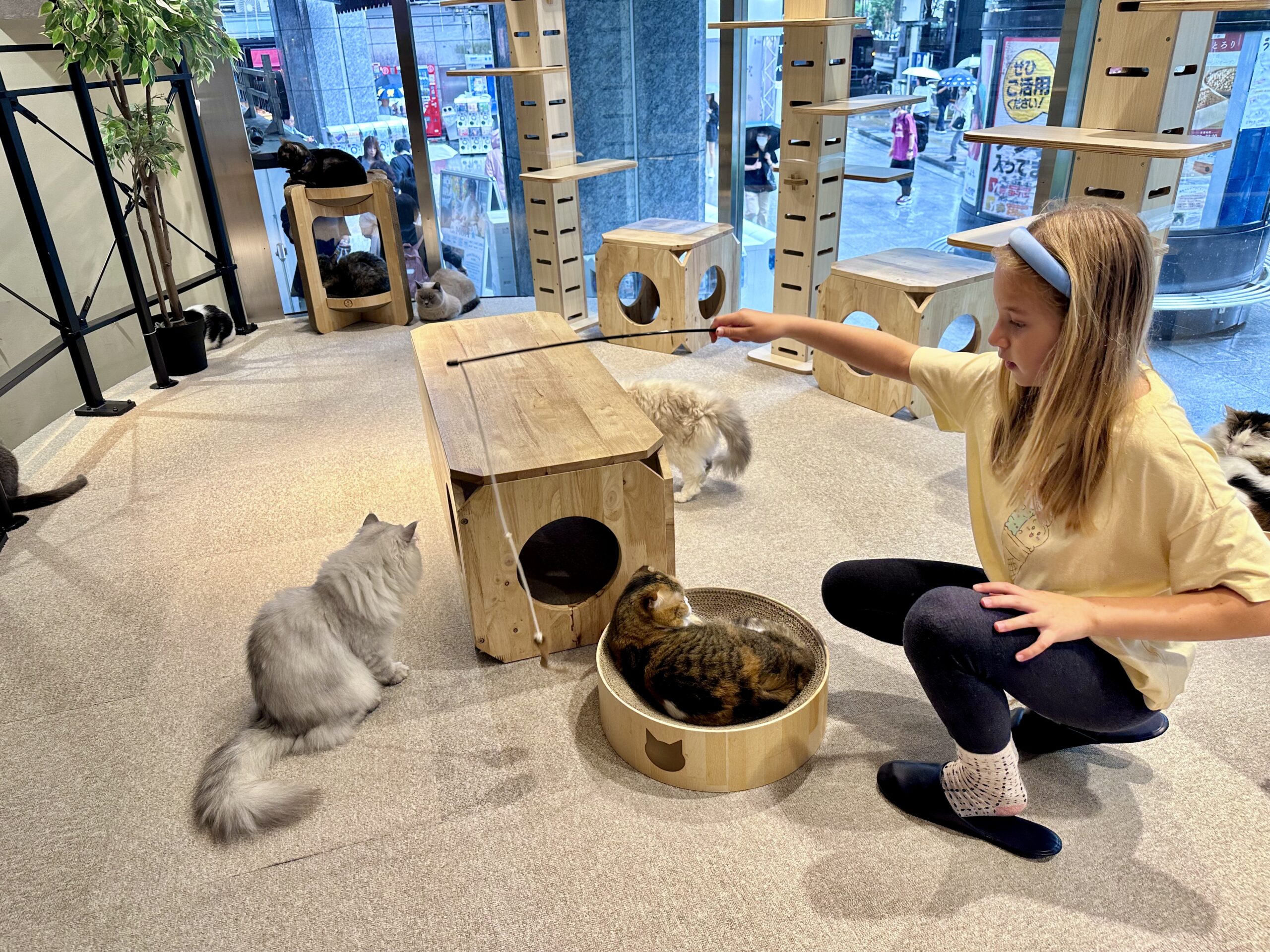 Cat Café MOFF in Akihabara