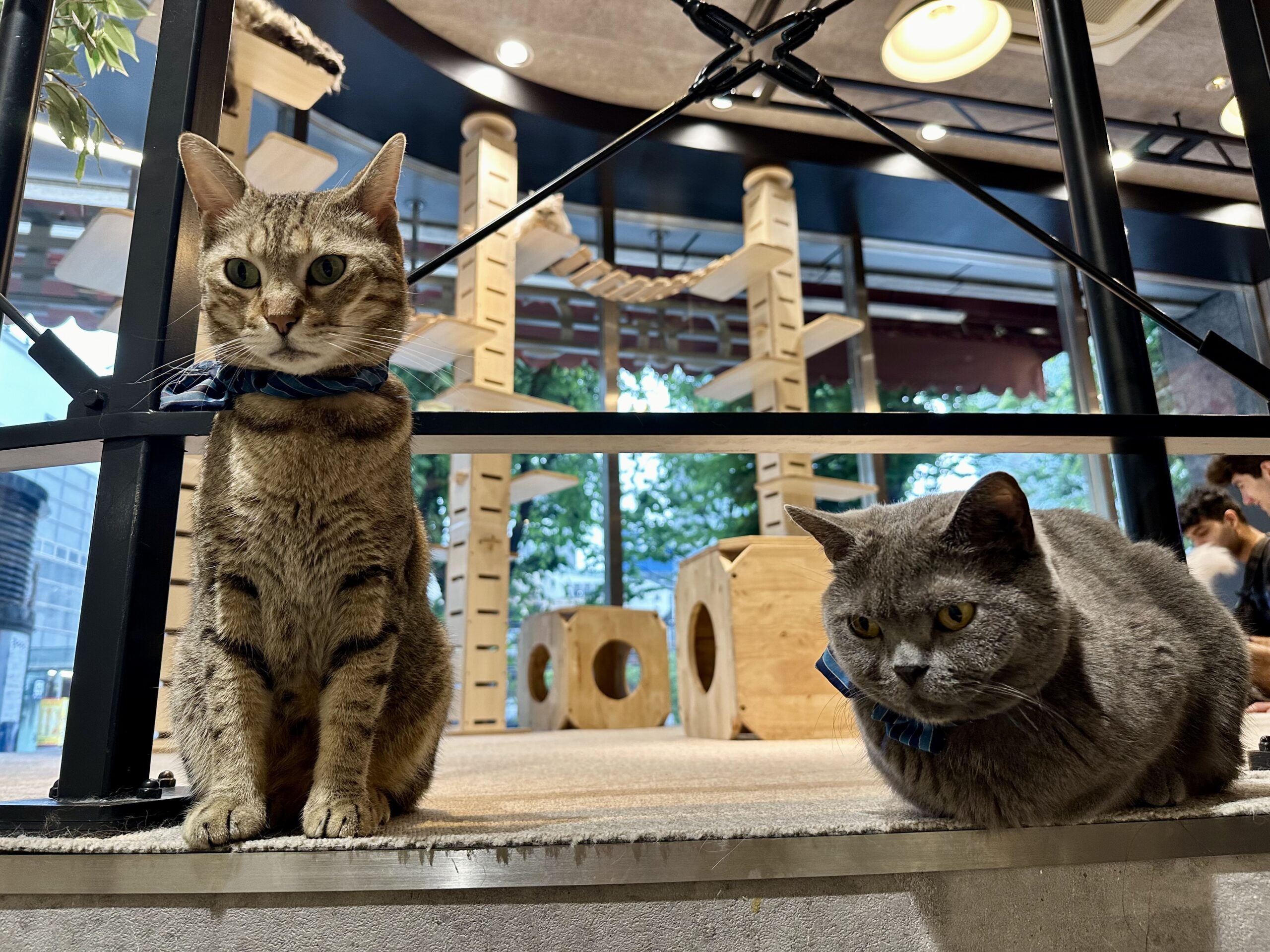 Cat Café MOFF in Akihabara