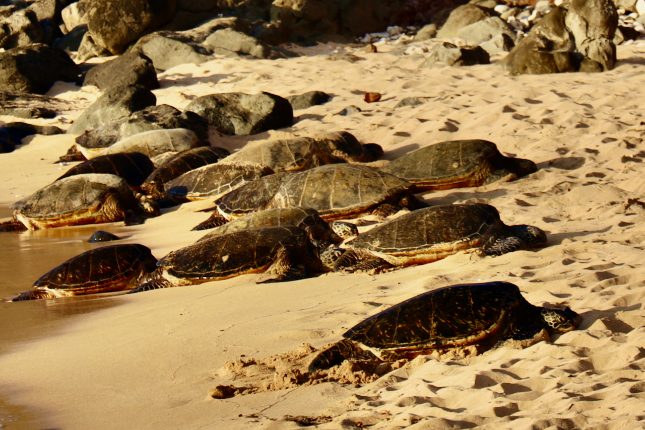 Hawaiian sea turtles at Ho‘okipa Beach Park, Maui