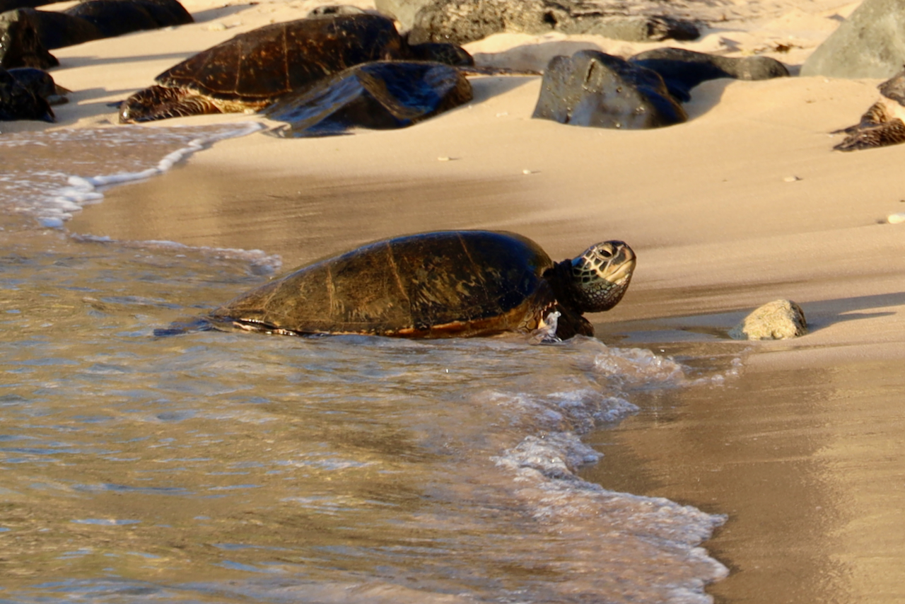 Hawaiian sea turtles at Ho‘okipa Beach Park, Maui