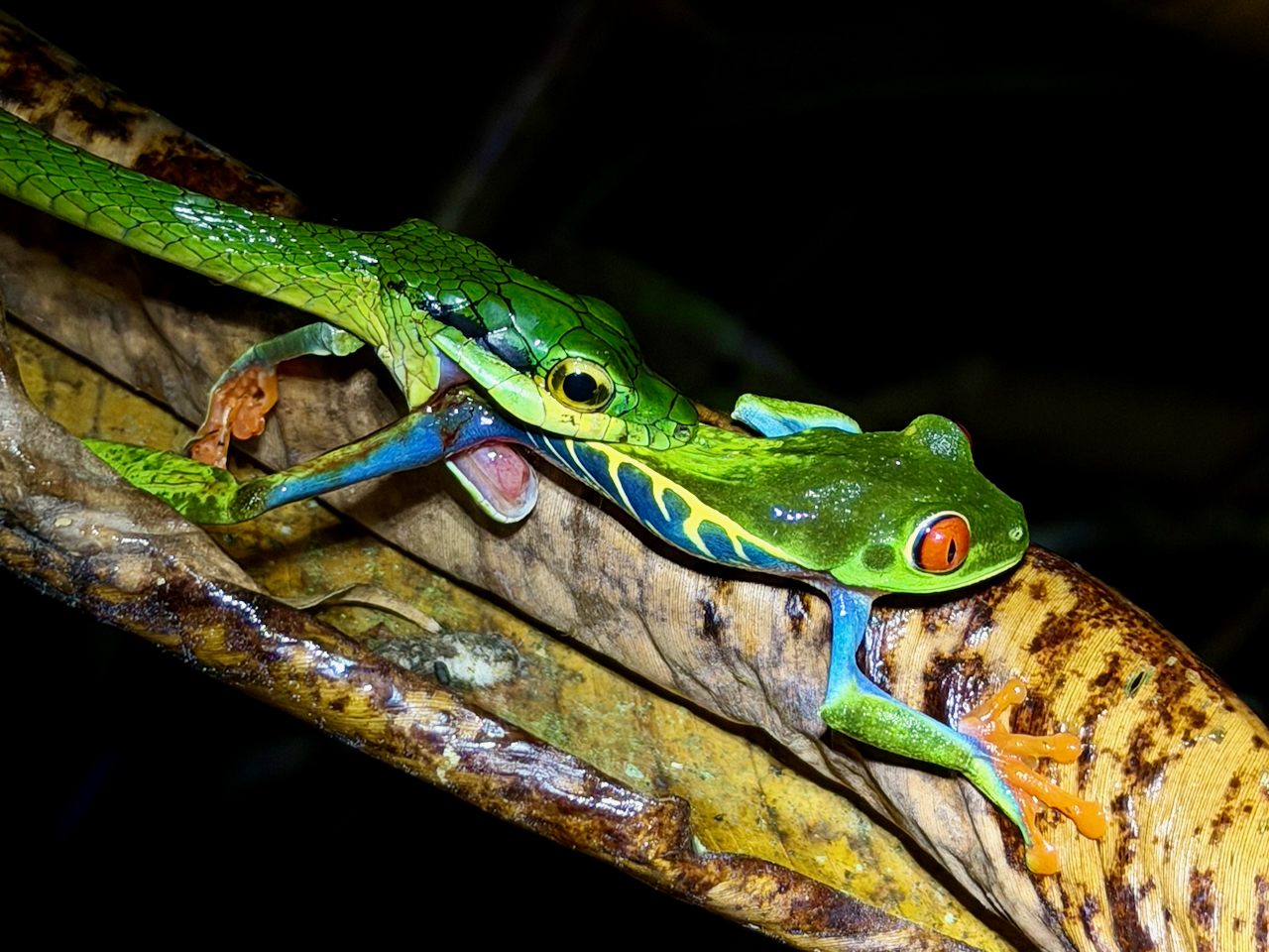 A red-eyed frog on a Night Walk Around Arenal Volcano, Costa Rica
