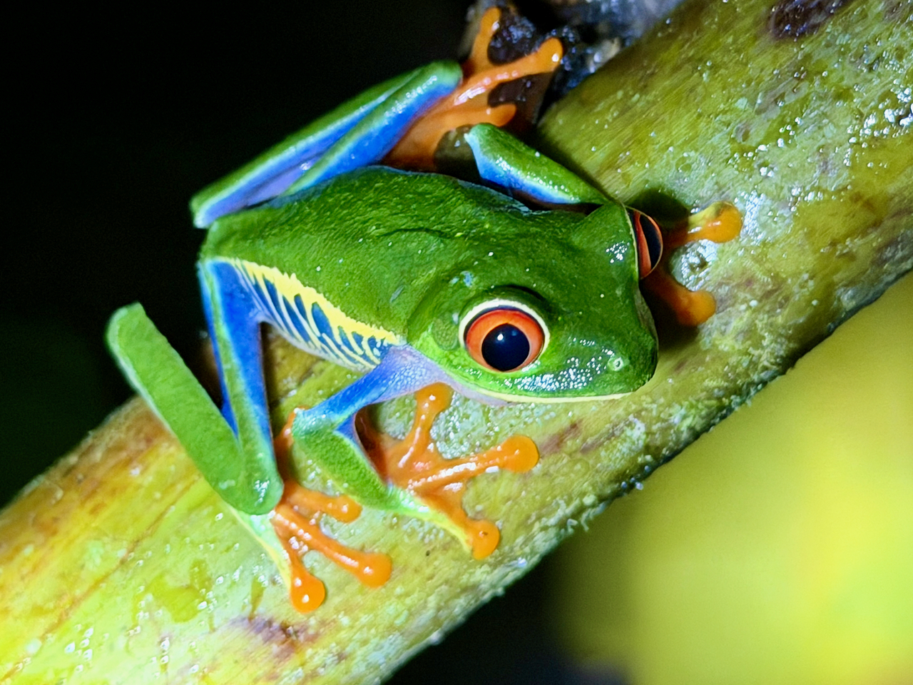 A red-eyed frog on a Night Walk Around Arenal Volcano, Costa Rica