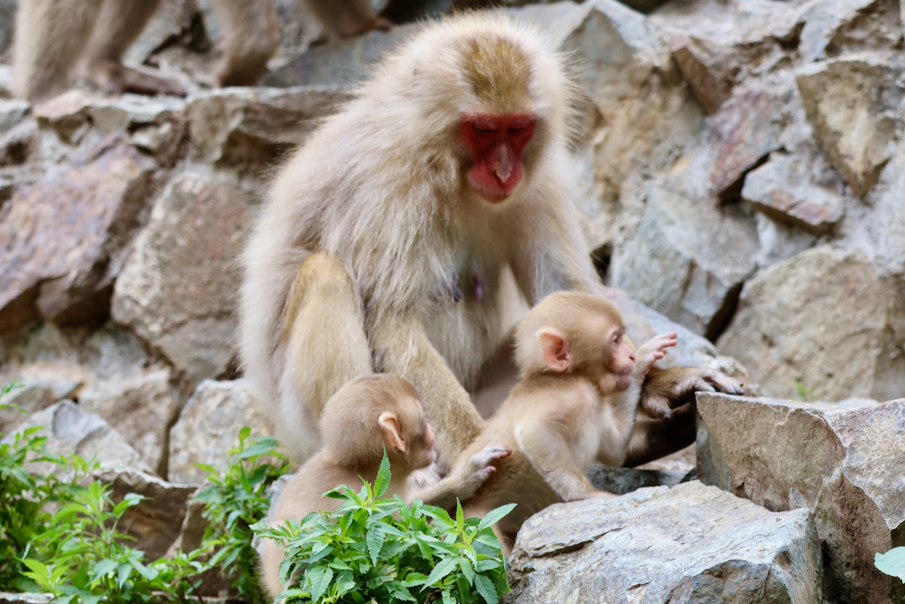 Jigokudani Snow Monkey Park, mama monkey with babies