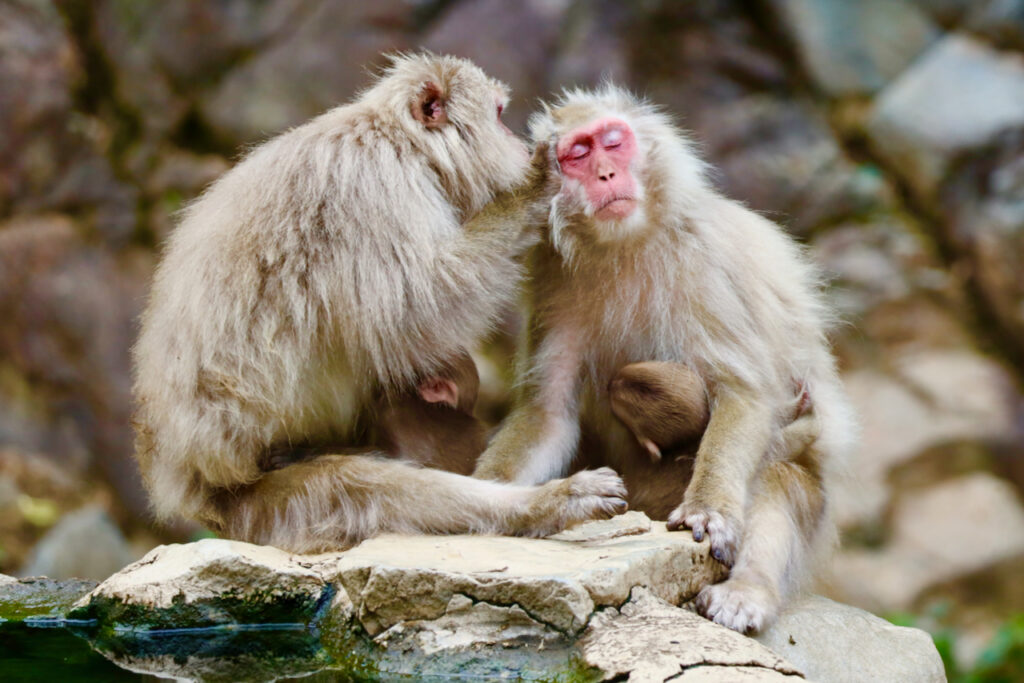 Jigokudani Snow Monkey Park.